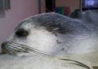 Se realizará un ciclo sobre la fauna silvestre marino costero