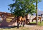 Cada vez se ven más caballos sueltos en distintos puntos de la ciudad