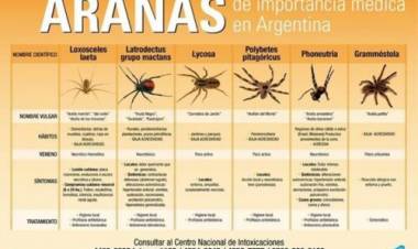 Consejos de Protección Ciudadana en caso de aparición de serpientes, arañas o escorpiones 