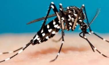 Se realizarán inspecciones domésticas por el mosquitos Aedes