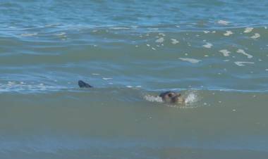 Una elefanta marina hirió a un bañista en Pehuen Co