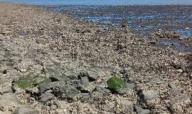 Proyecto para salsa de ostras: aclaran que no usarán las de Arroyo Pareja