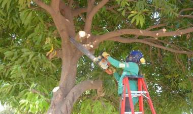 El Municipio de Coronel Rosales estableció nuevos cambios en los permisos de poda para este año