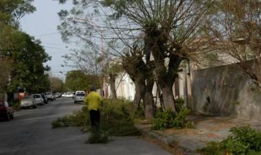 Capacitan a podadores para actualizar el registro municipal