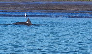 ¿Delfines en Villa del Mar? así lo explicaron desde FRAAM