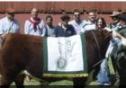 Polled Hereford: el premio mayor de la rural bahiense se fue para Punta Alta