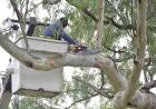 Este martes se realizará un corte de calle para extracción de un árbol en Avenida Paso