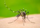 Crecen los casos de dengue en Bahía Blanca, como se encuentra la situación en Punta Alta