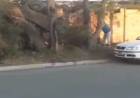 Se cayó un árbol en Pringles al 300 y la calle permanece cortada