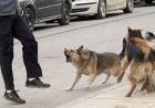 Vecinos denuncian que perros muerden a peatones en calle Avellaneda al 300