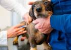 Este jueves habrá vacunación antirrábica en el Quirófano Veterinario