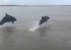 Pescadores de Villa del Mar fueron sorprendidos por delfines en la ría rosaleña