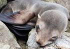 Presencia de lobos marinos en la costa rosaleña: “llegan a descansar, no hay que intervenir ni acercarse”