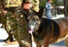 El Concejo Deliberante distinguirá a la Agrupación de Perros de Guerra de la Armada Argentina