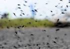 Super Niño: Aseguran que en la zona tendrá un verano cargado de mosquitos