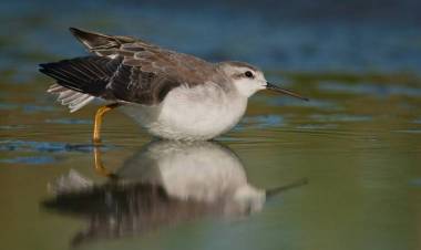 Aves Playeras: Realizarán una actividad lúdica en el Humedal de Arroyo Pareja