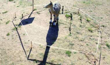 Pehuen Co: Comenzó la etapa final de los trabajos sobre la plaza paleontológica