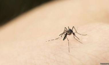 Advierten sobre la presencia de moscas y mosquitos pese a trabajos de fumigación