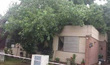 Un árbol cayó sobre una vivienda y no hubo heridos que lamentar