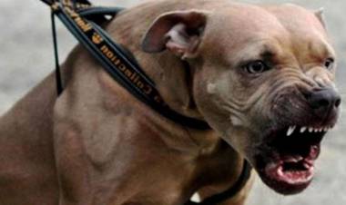 Una vecina de nuestra ciudad fue atacada por dos perros acompañados por su dueño