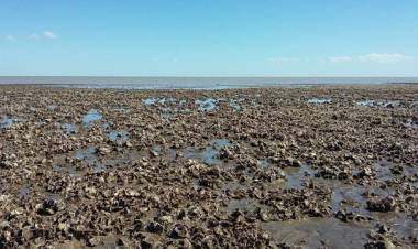 Desde Bien Común solicitan informes sobre el accionar ante la plaga de ostras