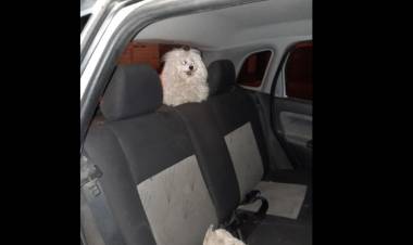 Bomberos Voluntarios rescataron a un perro del interior de un vehículo estacionado