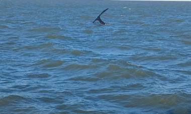 Avistan ballenas francas en el Canal Principal del Puerto