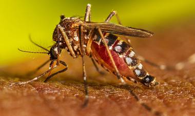 El Municipio de Coronel Rosales realiza una nueva campaña de descacharrización contra el Dengue   