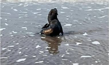 Se pide estar alerta y dar aviso en caso de ver fauna empetrolada tras el derrame en Puerto Rosales