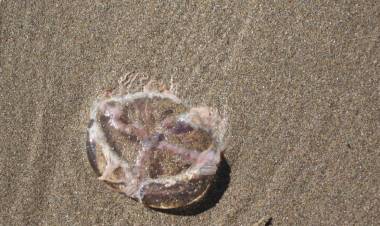 Aguas vivas en Pehuen Co