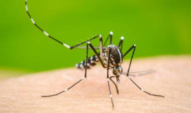 Crecen los casos de dengue en Bahía Blanca, como se encuentra la situación en Punta Alta