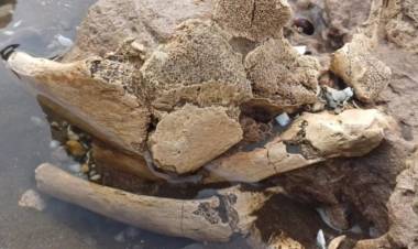 Descubren nuevos restos fósiles en las costas de Pehuen Co