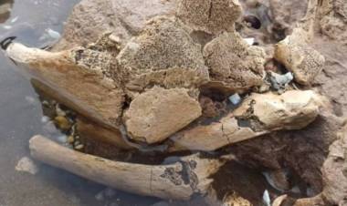  “Lo más importante es lo bien que procedió quien los encontró”, expresó la Doctora Manera