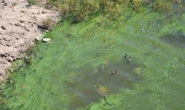 ABSA pide racionar el agua por presencia de algas en el dique Paso de las Piedras