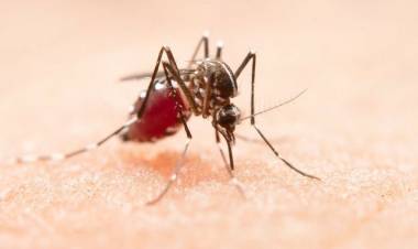 Se detectó el primer caso autóctono de dengue en Punta Alta