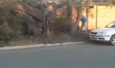 Se cayó un árbol en Pringles al 300 y la calle permanece cortada