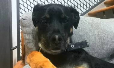Una mujer denunció que mataron a su perro y lo dejaron colgado de una reja