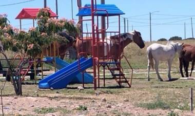 Caballos ocuparon la Plaza de las Infancias recientemente inaugurada por Kicillof
