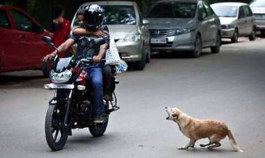 Dos perros hirieron a una mujer que circulaba por frente a la municipalidad