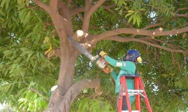 El Municipio de Coronel Rosales mantiene el sistema de “prohibir la poda por medio del vecino”