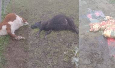 Preocupación de productores rosaleños por los casos de abigeato