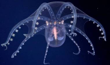 El CONICET comienza una nueva exploración submarina: dónde será y cómo verla en vivo