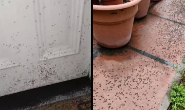 En Pehuen Co vecinos aseguran que hay una invasión de moscas