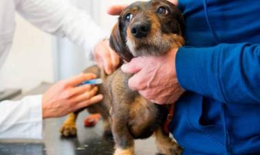 Este jueves habrá vacunación antirrábica en el Quirófano Veterinario
