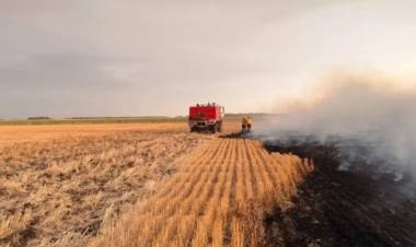 Tras los incendios en campos lindantes al basural: los animales no tienen pasto para comer y se escapan 
