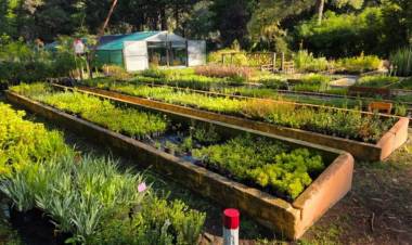 El vivero municipal de Pehuen Co es una pausa verde para este verano