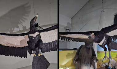 Se presentó una réplica de un Teratornítido en el Museo Darwin