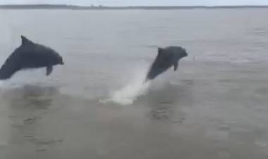 Pescadores de Villa del Mar fueron sorprendidos por delfines en la ría rosaleña