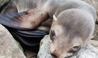 Una cría de lobo marino fue registrado por un vecino en Arroyo Pareja