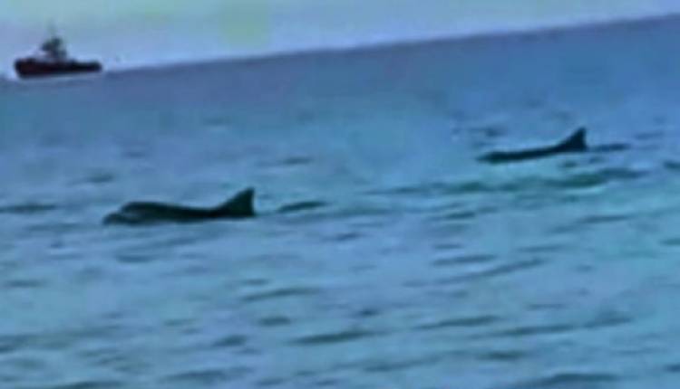 Pescadores se encontraron con delfines franciscanas en la costa rosaleña